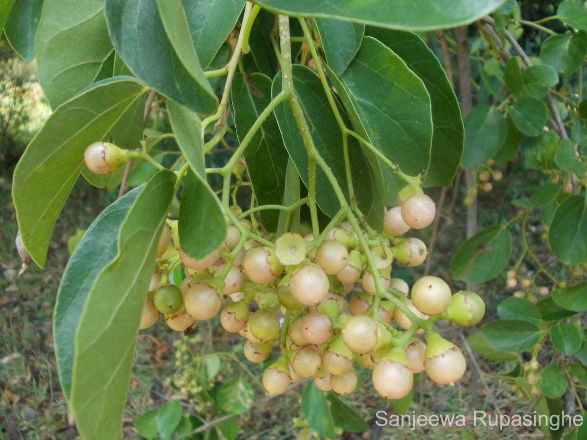 Cordia dichotoma G.Forst.